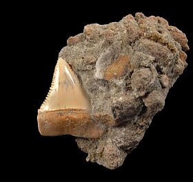 Carcharodon carcharias tooth for sale - lower jaw anterior | Buried Treasure Fossils