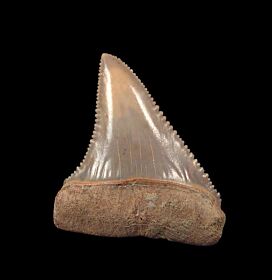 Perfect blue site Great White tooth for sale | Buried Treasure Fossils