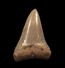 Big Chilean Great White shark tooth for sale | Buried Treasure Fossils