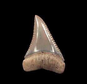 Best Chilean blue site Great White tooth for sale | Buried Treasure Fossils