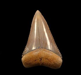 Gray Chilean Great White shark tooth for sale | Buried Treasure Fossils 