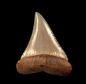 Quality Chile Great White shark tooth for sale | Buried Treasure Fossil