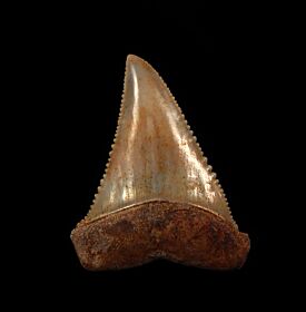 Perfect Chilean Great White tooth for sale | Buried Treasure Fossils