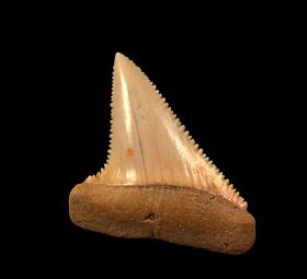 Perfect Chilean Great White tooth for sale | Buried Treasure Fossils