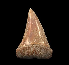 Carcharodon carcharias tooth for sale - lower jaw anterior | Buried Treasure Fossils