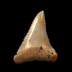 Real Chilean Great White tooth for sale | Buried Treasure Fossils