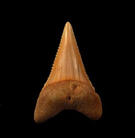 Rare Great White tooth from Chile | Buried Treasure Fossils