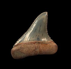 Best colorful Great White shark tooth for sale | Buried Treasure Fossils