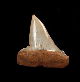 Colorful Chilean Broad-tooth Mako shark tooth for sale | Buried Treasure Fossils