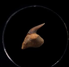 Rare Megachasma shark tooth for sale | Buried Treasure Fossils