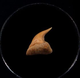 Real Megachasma shark tooth for sale | Buried Treasure Fossils