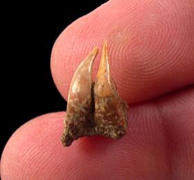 Large Megachasma tooth for sale | Buried Treasure Fossils