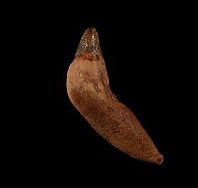 Chilean Scaldicetus tooth for sale | Buried Treasure 