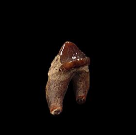 Seal molar tooth for sale from Chile | Buried Treasure Fossils
