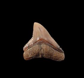 Large Carcharhinus leucas shark tooth for sale | Buried Treasure Fossils