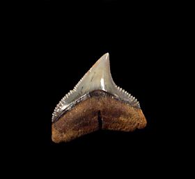 Fossilized Dusky Shark Teeth