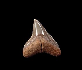 Real Chilean Bull shark tooth for sale | Buried Treasure Fossils
