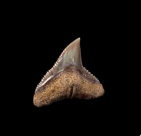 Chilean Bull shark tooth for sale | Buried Treasure Fossils