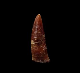 Miocene Dolphin tooth for sale | Buried Treasure Fossils 