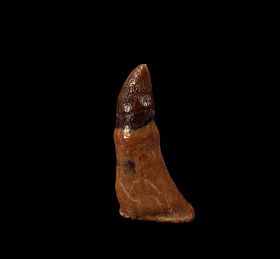 Extra Large Chilean Dolphin tooth for sale | Buried Treasure Fossils