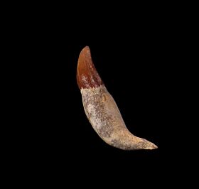 Dolphin tooth for sale | Buried Treasure Fossils