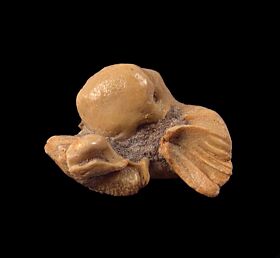 Bahia Iglesa Fm. dolphin ear bone for sale | Buried Treasure Fossils