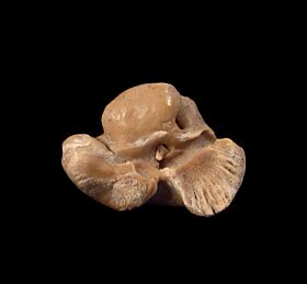 Chilean dolphin ear bone for sale | Buried Treasure Fossils 