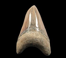 Caribbean Megalodon for sale | Buried Treasure Fossils