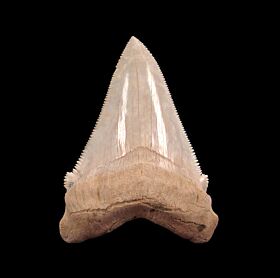 A rare white Calvert Cliffs Chubutensis tooth for sale | Buried Treasure Fossils