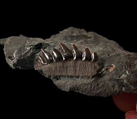 Hornby Notidanodon pectinatus tooth for sale | Buried Treasure Fossils