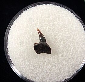 Hornby Protoheptranchias upper jaw tooth for sale | Buried Treasure Fossils