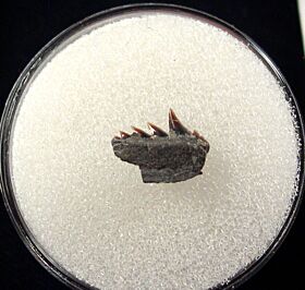 Rare Hornby Protoheptranchias lower tooth for sale | Buried Treasure Fossils