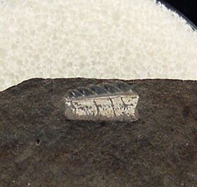 Hornby Protoheptranchias upper jaw tooth | Buried Treasure Fossils