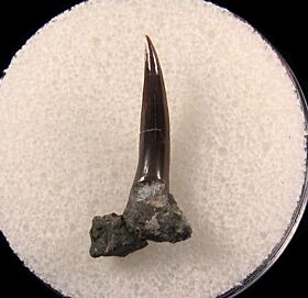 Hornby Dykeius garethi shark tooth for sale | Buried Treasure Fossils