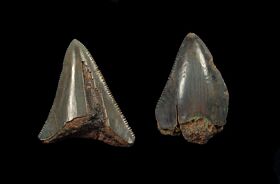 Rare Sumatran megalodon teeth for sale | Buried Treasure Fossils. D003 is the tooth on the left.