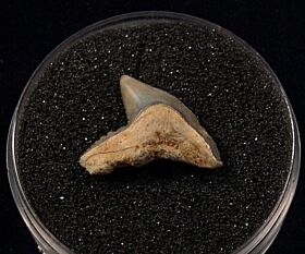 Sumatran Galeocerdo cuvier tooth for sale | Buried Treasure Fossils
