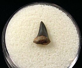 Real Sumatran Mako shark teeth for sale | Buried Treasure Fossils