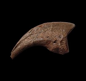 Anzu wyleii hand claw for sale | Buried Treasure Fossils
