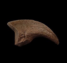 Anzu wyliei toe claw for sale | Buried Treasure Fossils