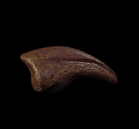 Raptor claw for sale |Buried Treasure Fossils