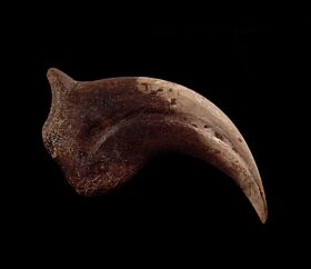 Large Anzu wyliei hand claw for sale | Buried Treasure Fossils