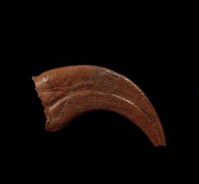 Hell Creek Oviraptor claw for sale |Buried Treasure Fossils