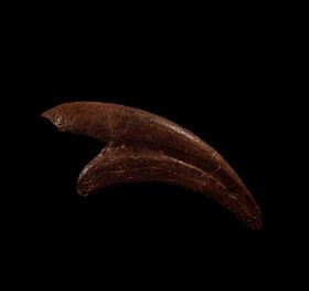Anzu oviraptor claw for sale |Buried Treasure Fossil