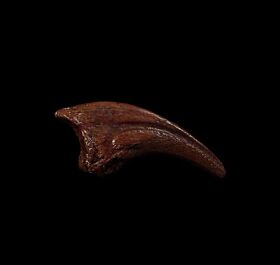 Juvenile Anzu toe claw for sale |Buried Treasure Fossils