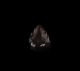 Denversaurus tooth for sale | Buried Treasure Fossils