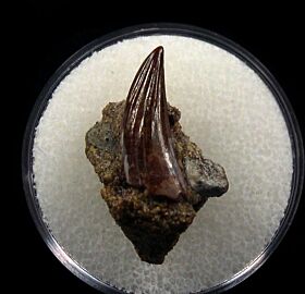 Paronychodon lacustris tooth for sale | Buried Treasure Fossils