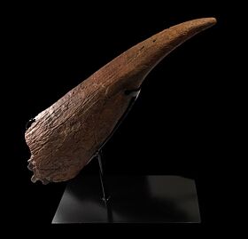 Triceratops horn for sale | Buried Treasure Fossils