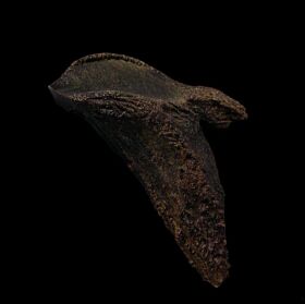 triceratops fossils for sale