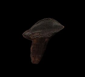 triceratops fossils for sale