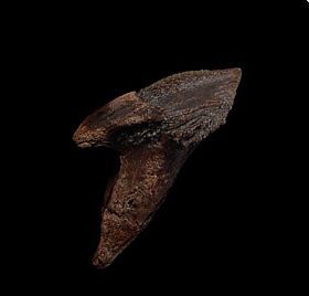 buy triceratops fossil